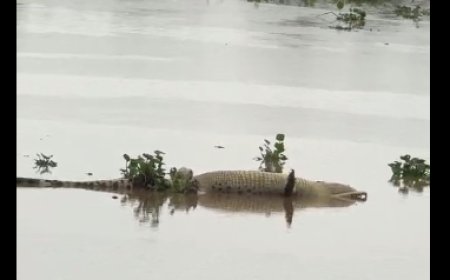 Mystery Floats Down Baitarani: Dead Man-Eater Sparks Alarm and Curiosity in Coastal Odisha