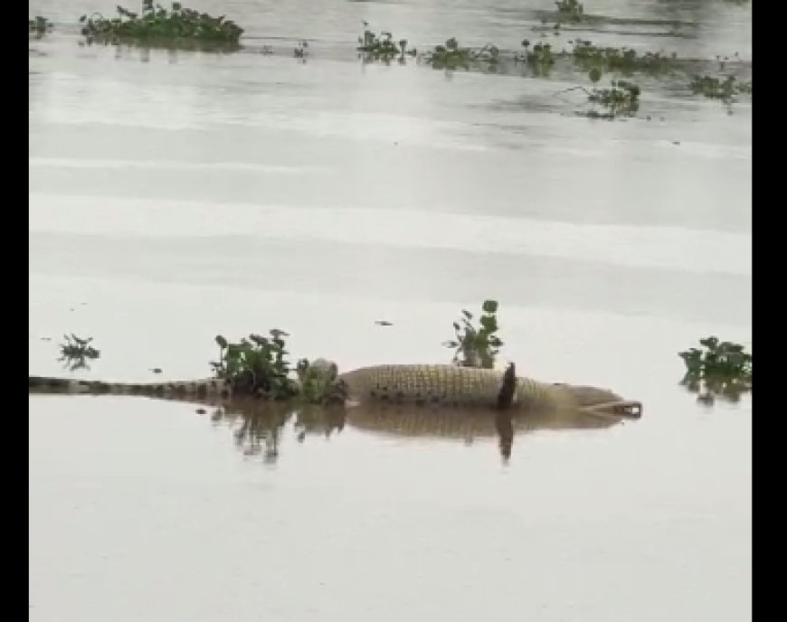 Mystery Floats Down Baitarani: Dead Man-Eater Sparks Alarm and Curiosity in Coastal Odisha