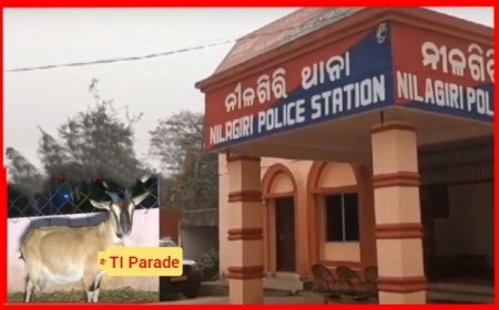 TI Parade of a Goat: A Curious and Funny Case from Nilagiri