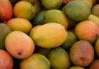 Jharkhand Exports Fresh Mangoes to UK for the First Time