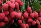 Assam’s GI-Tagged Tezpur Litchi Exported  to Dubai for the First Time