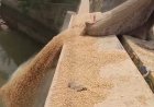 95 Quintals of Wheat Dumped into River in Bhadrak