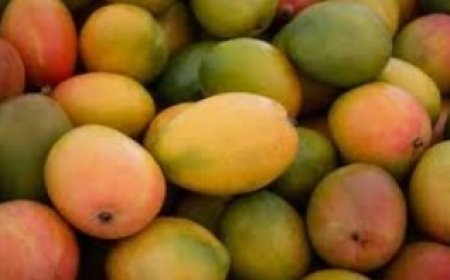 Jharkhand Exports Fresh Mangoes to UK for the First Time