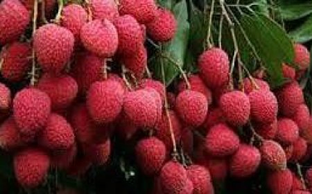 Assam’s GI-Tagged Tezpur Litchi Exported  to Dubai for the First Time