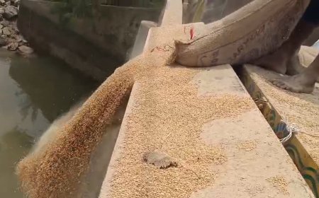 95 Quintals of Wheat Dumped into River in Bhadrak