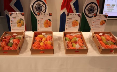 Indian Mangoes Debut in Iceland with APEDA Promotion