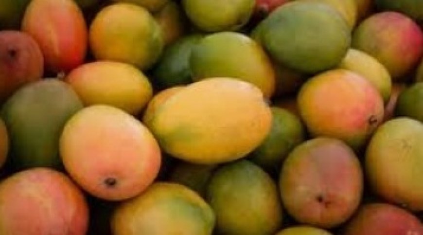 Jharkhand Exports Fresh Mangoes to UK for the First Time
