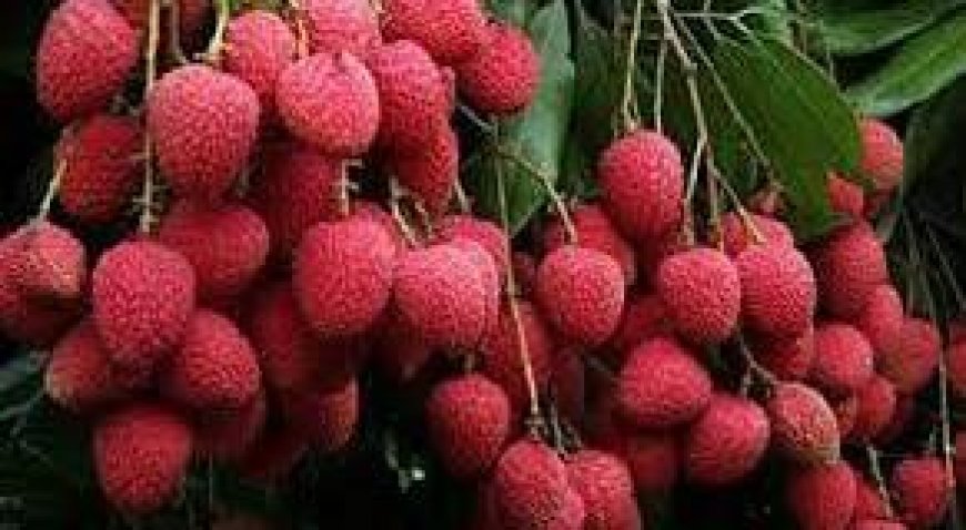 Assam’s GI-Tagged Tezpur Litchi Exported  to Dubai for the First Time