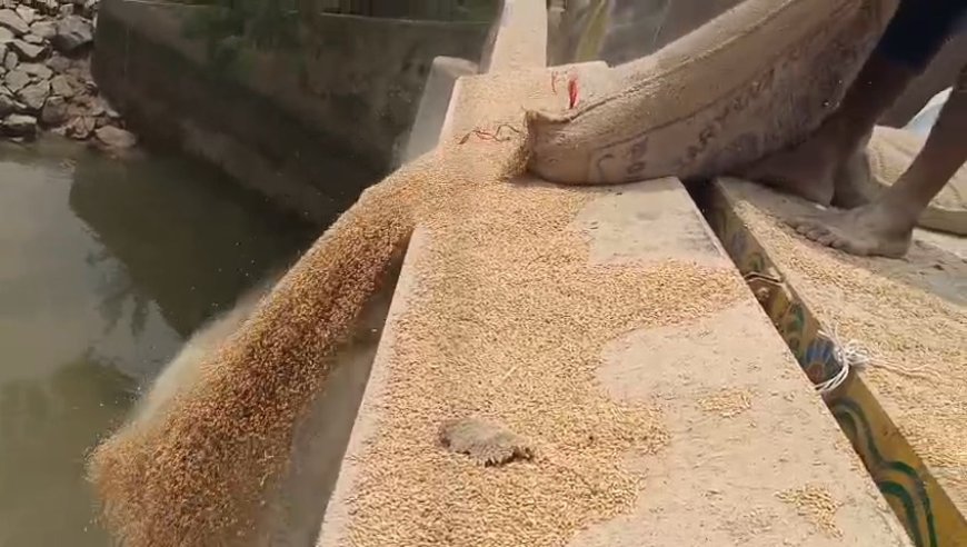 95 Quintals of Wheat Dumped into River in Bhadrak