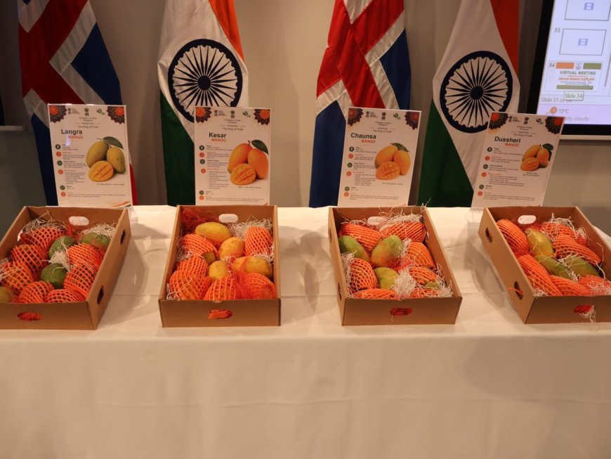 Indian Mangoes Debut in Iceland with APEDA Promotion