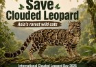 India Launches Action Plan to Protect Clouded Leopard