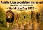 Asiatic Lion Population Rises to 891 in 2025