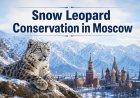 India Showcases Science-Based Snow Leopard Conservation in Moscow