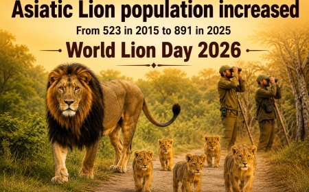 Asiatic Lion Population Rises to 891 in 2025
