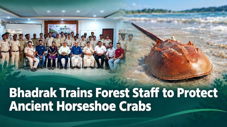 Bhadrak Trains Forest Staff to Protect Ancient Horseshoe Crabs